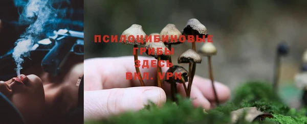 крисы Каменногорск